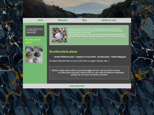 muscheln/scrobiculariaplana screenshot