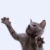 twlg.neocities.org avatar