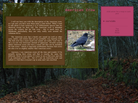 corvids screenshot