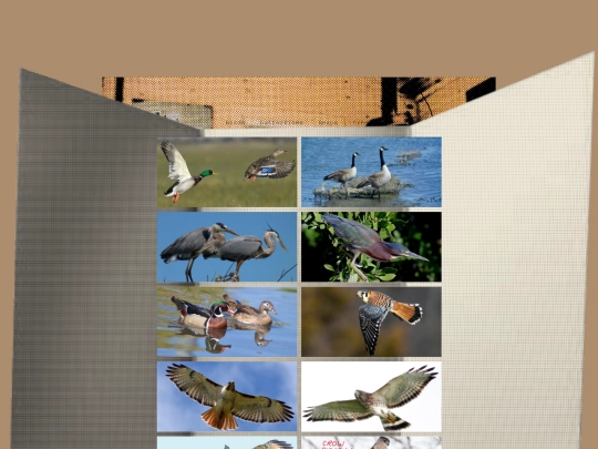 birdlist screenshot