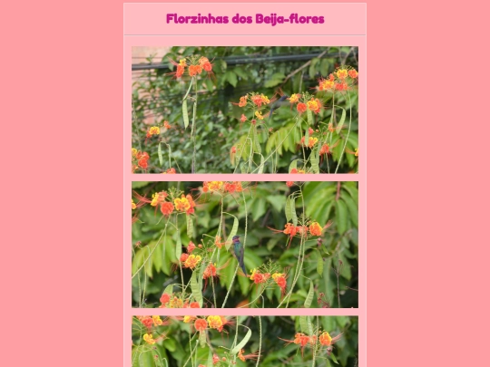 passarinhos/florzinhas screenshot