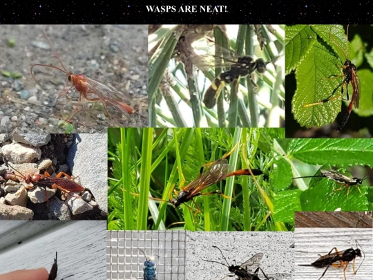 wasps screenshot