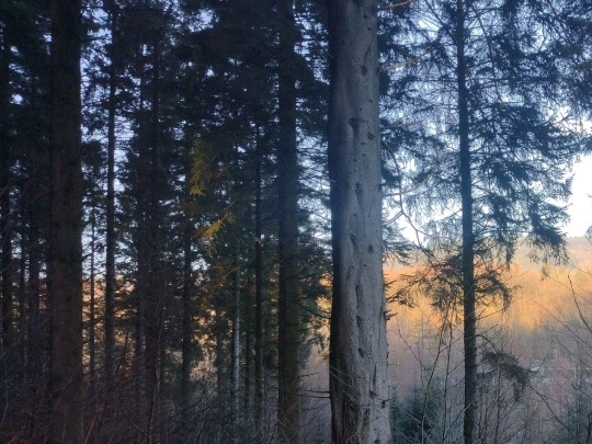 theforest screenshot
