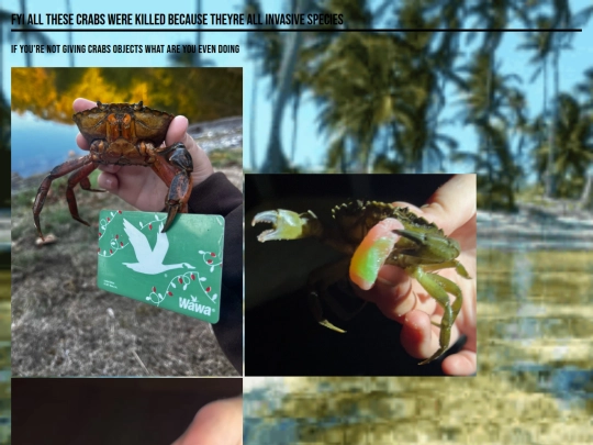 crabby screenshot