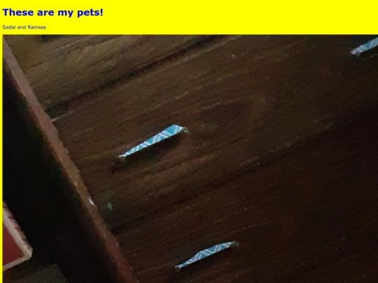 pets screenshot