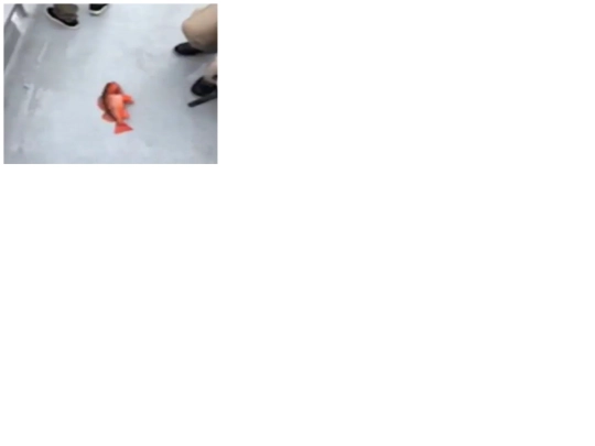 fish screenshot