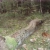 cattails4.neocities.org avatar