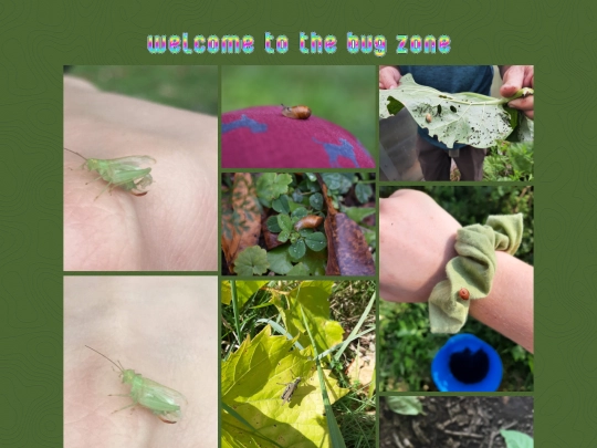 bugzone screenshot
