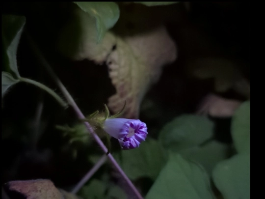 garden18 screenshot