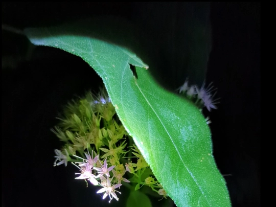 garden20 screenshot