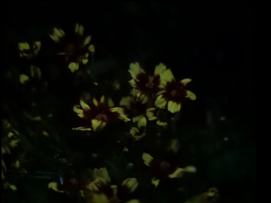 garden21 screenshot