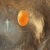 Little Orange avatar