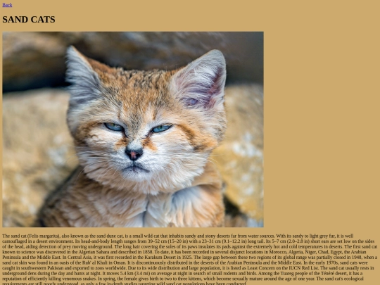 Sandcats screenshot