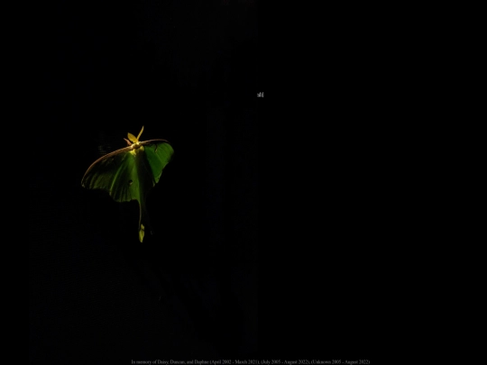 links screenshot