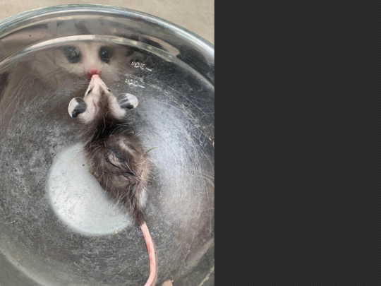 dapossum screenshot