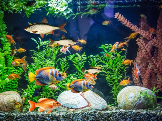 fishtank screenshot