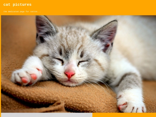cat screenshot