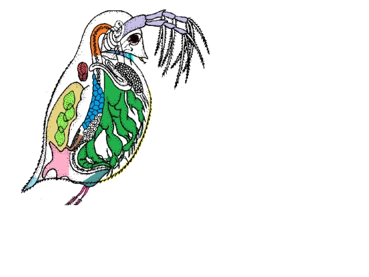 InteractiveDaphnia screenshot