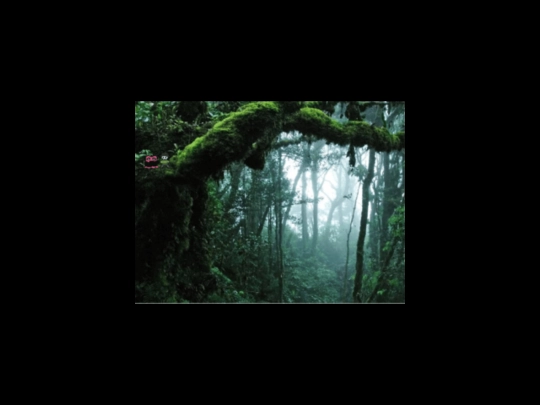evergreens screenshot