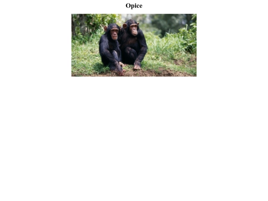Opice screenshot
