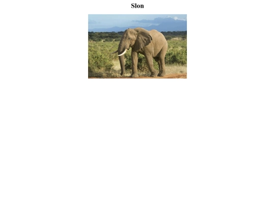 Slon screenshot
