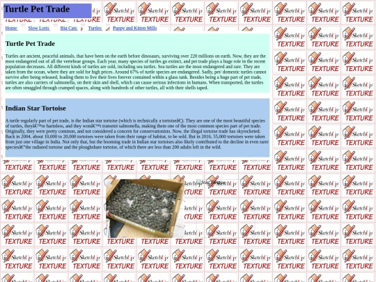 Turtles screenshot