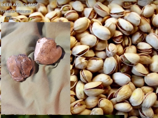 bivalves screenshot