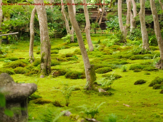moss screenshot