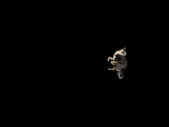 demondog screenshot