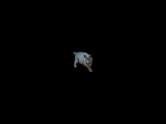 kitty screenshot