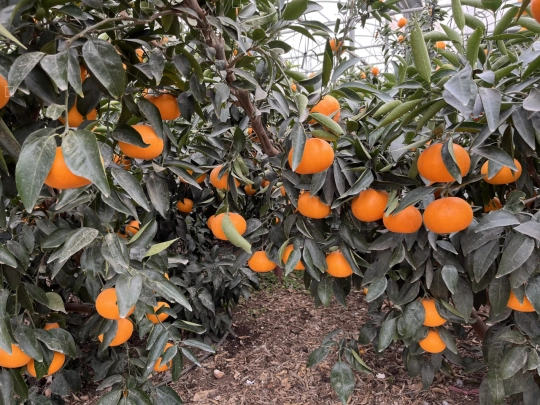 tangerine screenshot