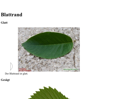 bio_2/blattrand screenshot