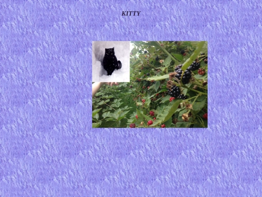 kitty screenshot