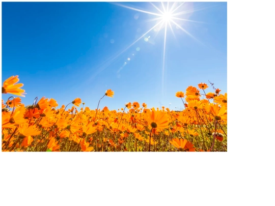 flowerfield screenshot