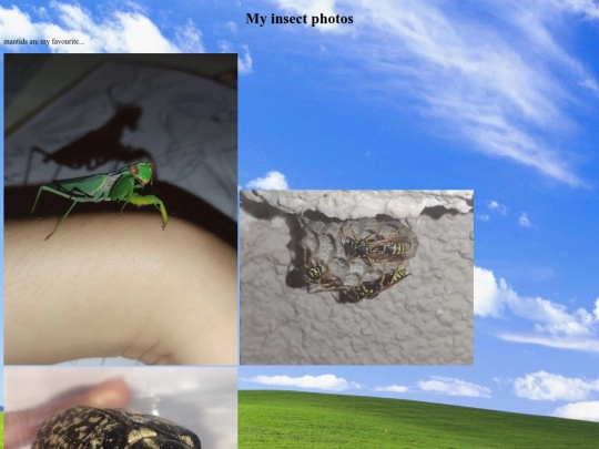 insectphotogallery screenshot