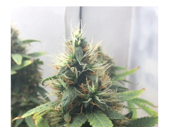 weed screenshot