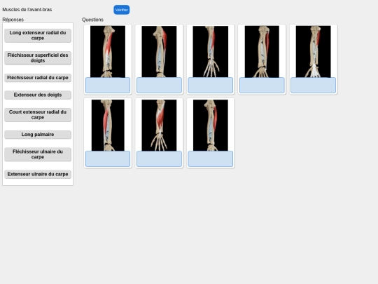 muscles/avantbras screenshot