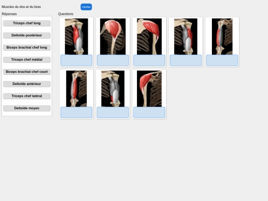 muscles/bras screenshot