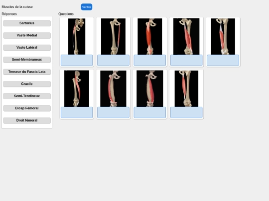 muscles/cuisse screenshot