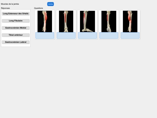 muscles/jambe screenshot