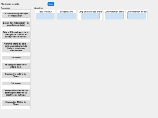 muscles/jambe_attaches screenshot