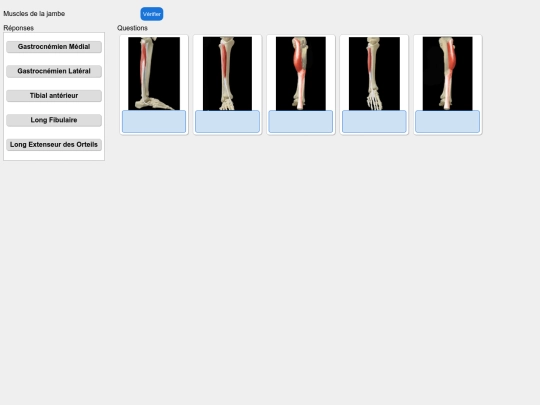 muscles/template screenshot