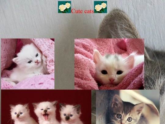Cute cats screenshot