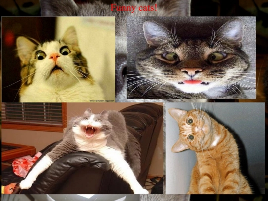 Funnycats screenshot