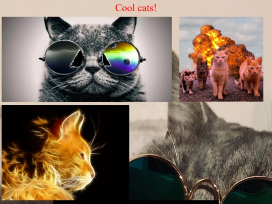 cool cats screenshot