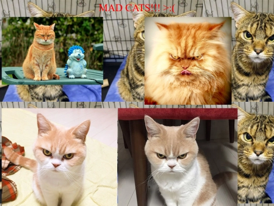 madcats screenshot