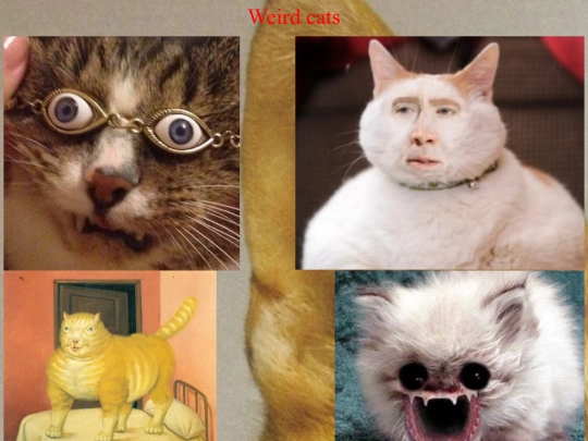 weird_cats screenshot