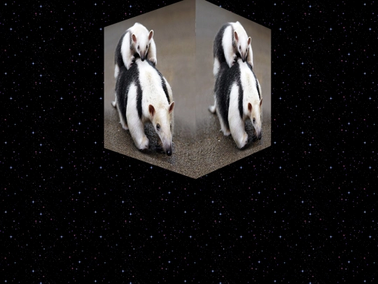 aardvark screenshot