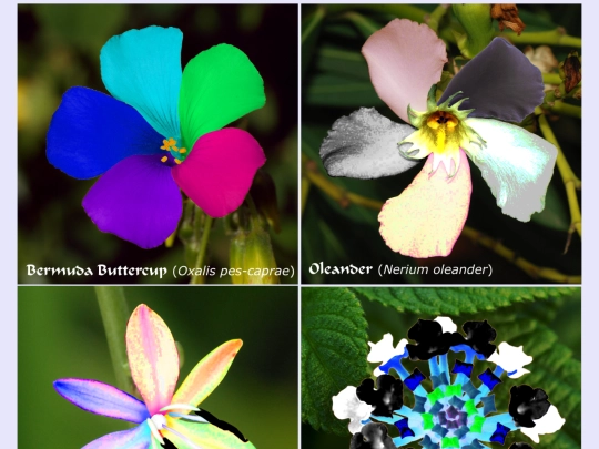 flowers screenshot