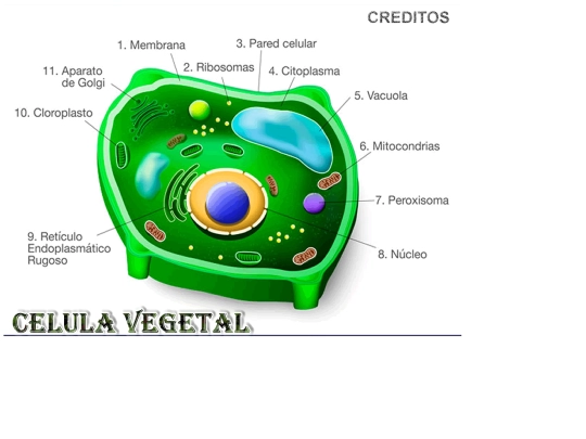 celula_vegetal/CELL screenshot